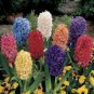 1 PCS Seeds Color Mixing Hyacinth Easy Grow