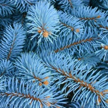 30 PCS Seeds Colorado Blue Spruce Tree Picea pungens Fir Plant