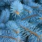 30 PCS Seeds Colorado Blue Spruce Tree Picea pungens Fir Plant