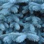 30 PCS Seeds Colorado Blue Spruce Tree Picea pungens Fir Plant
