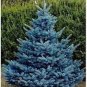 30 PCS Seeds Colorado Blue Spruce Tree Picea pungens Fir Plant