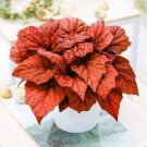 100 PCS Seeds Colorful Begonia Bonsai