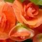 100 PCS Seeds Colorful Begonia Bonsai