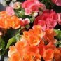 100 PCS Seeds Colorful Begonia Bonsai
