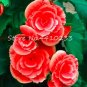 100 PCS Seeds Colorful Begonia Bonsai