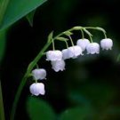 50 PCS Seeds Colorful Bell Orchid Lily of The Valley Perennia Flower 50 PCS Seeds Colorful Bell Orchid Lily of The Valley Perennia Flower
