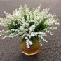 50 PCS Seeds Colorful Bell Orchid Lily of The Valley Perennia Flower
