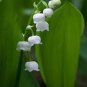 50 PCS Seeds Colorful Bell Orchid Lily of The Valley Perennia Flower