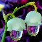 50 PCS Seeds Colorful Bell Orchid Lily of The Valley Perennia Flower