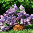50 PCS Seeds Colorful Bonsai Lilac Plant Japanese Lilac 50 PCS Seeds Colorful Bonsai Lilac Plant Japanese Lilac