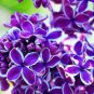 50 PCS Seeds Colorful Bonsai Lilac Plant Japanese Lilac