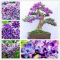 50 PCS Seeds Colorful Bonsai Lilac Plant Japanese Lilac