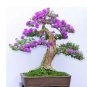 50 PCS Seeds Colorful Bonsai Lilac Plant Japanese Lilac