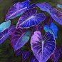 200 PCS Seeds Colorful Caladium Dwarf Bonsai Plant Burnt Rose Elephant Ear