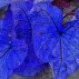 200 PCS Seeds Colorful Caladium Dwarf Bonsai Plant Burnt Rose Elephant Ear