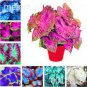 200 PCS Seeds Colorful Caladium Dwarf Bonsai Plant Burnt Rose Elephant Ear
