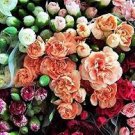100 PCS Seeds Colorful Carnations Seeds Dianthus Caryophyllus Cut Flowers 100 PCS Seeds Colorful Carnations Seeds Dianthus Caryophyllus Cut Flowers