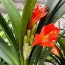 100 PCS Seeds Colorful Clivia Miniata Bonsai, Indoor Gorgeous Seed Bush Lily Flower 100 PCS Seeds Colorful Clivia Miniata Bonsai, Indoor Gorgeous Seed Bush Lily Flower