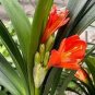 100 PCS Seeds Colorful Clivia Miniata Bonsai, Indoor Gorgeous Seed Bush Lily Flower