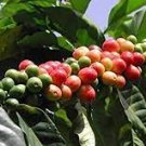 10 PCS Seeds Colorful Coffee Bean Plants 10 PCS Seeds Colorful Coffee Bean Plants