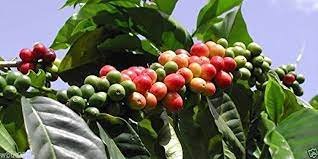 10 PCS Seeds Colorful Coffee Bean Plants