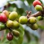 10 PCS Seeds Colorful Coffee Bean Plants