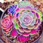 100 PCS Seeds Colorful Echereria Mixed
