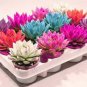 100 PCS Seeds Colorful Echereria Mixed