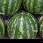 20 PCS Seeds Colorful Ellipse Sweet Melon