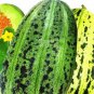 20 PCS Seeds Colorful Ellipse Sweet Melon