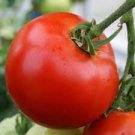 30 PCS Seeds Colorful F2 Big Tomato 30 PCS Seeds Colorful F2 Big Tomato