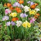 30 PCS Seeds Colorful Freesia Seeds True Fragrant Gorgeous Freesia seedsplants Flowers