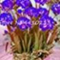 30 PCS Seeds Colorful Freesia Seeds True Fragrant Gorgeous Freesia seedsplants Flowers