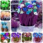 30 PCS Seeds Colorful Freesia Seeds True Fragrant Gorgeous Freesia seedsplants Flowers