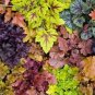 200 PCS Seeds Colorful Heuchera Bonsai Potted Coral Bell Flower Plants