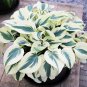100 PCS Seeds Colorful Hosta