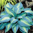 200 PCS Seeds Colorful Hosta Flores Indoor BonaI