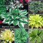 200 PCS Seeds Colorful Hosta Flores Indoor BonaI