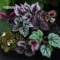 200 PCS Seeds Colorful Hosta Flores Indoor BonaI