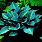 200 PCS Seeds Colorful hosta Flores Indoor Bonsai Flower plantas