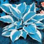200 PCS Seeds Colorful hosta Flores Indoor Bonsai Flower plantas