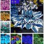 200 PCS Seeds Colorful hosta Flores Indoor Bonsai Flower plantas