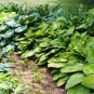 120 PCS Seeds Colorful Hosta Perennials Plantain Mixed Beautiful Lily Flower White Lace Home Plant