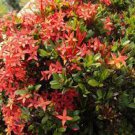 100 PCS Seeds Colorful Ixora Chinensis Bonsai Plant Flower Bonsai Perennial Bougainvillea 100 PCS Seeds Colorful Ixora Chinensis Bonsai Plant Flower Bonsai Perennial Bougainvillea