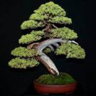 100 PCS Seeds Colorful Japanese Juniper Mixed 100 PCS Seeds Colorful Japanese Juniper Mixed