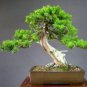 100 PCS Seeds Colorful Japanese Juniper Mixed