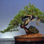 100 PCS Seeds Colorful Japanese Juniper Mixed