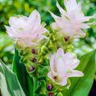 200 PCS Seeds Colorful New Arrival Curcuma Bonsai Flower Plants Rarest 200 PCS Seeds Colorful New Arrival Curcuma Bonsai Flower Plants Rarest