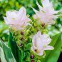 200 PCS Seeds Colorful New Arrival Curcuma Bonsai Flower Plants Rarest