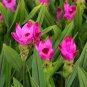 200 PCS Seeds Colorful New Arrival Curcuma Bonsai Flower Plants Rarest